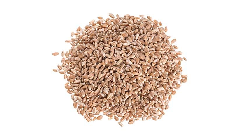 IQF Wheat Berries Dark