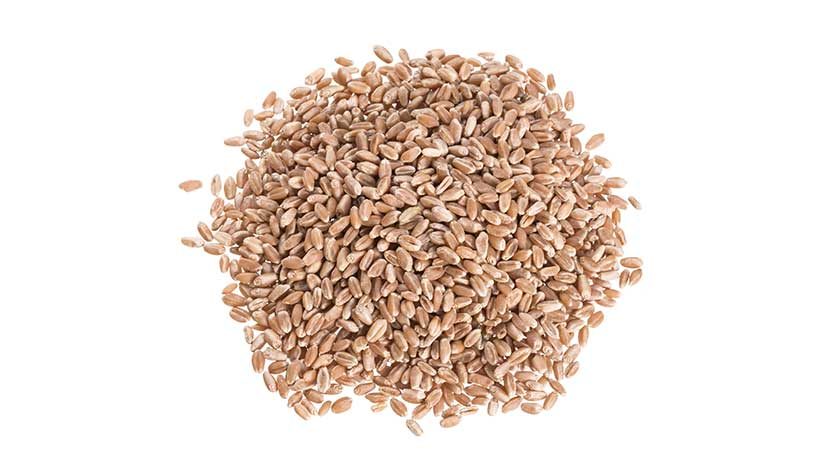 IQF Dark Wheat Berries