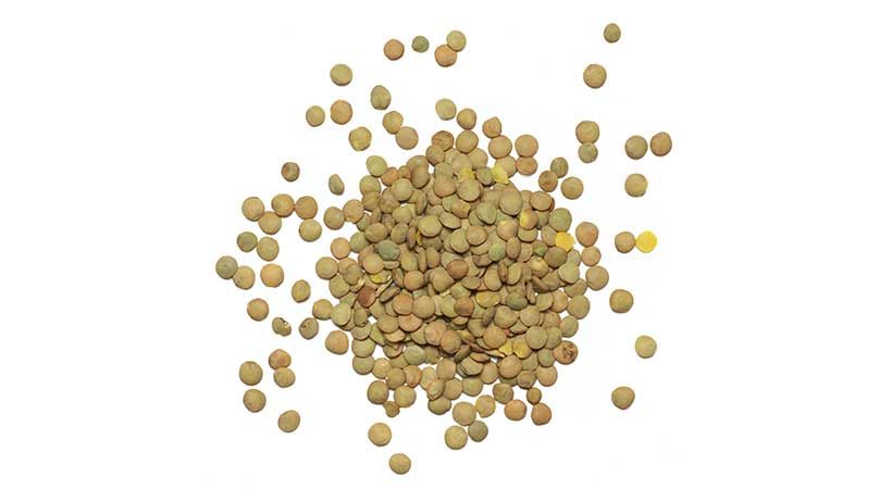 IQF Green Lentils