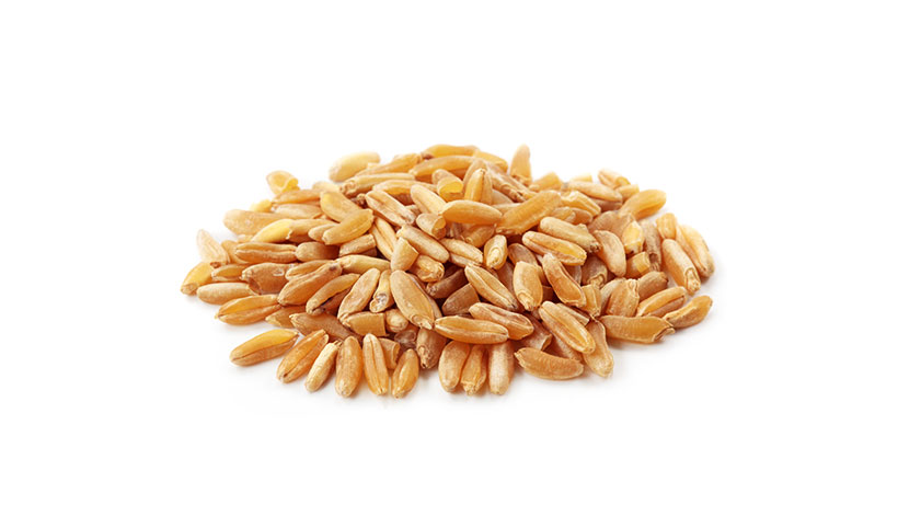Kamut Brand Wheat