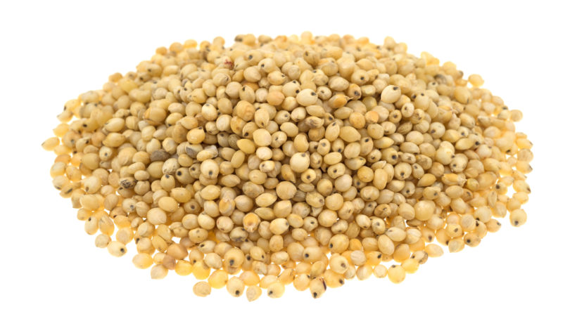 Sorghum