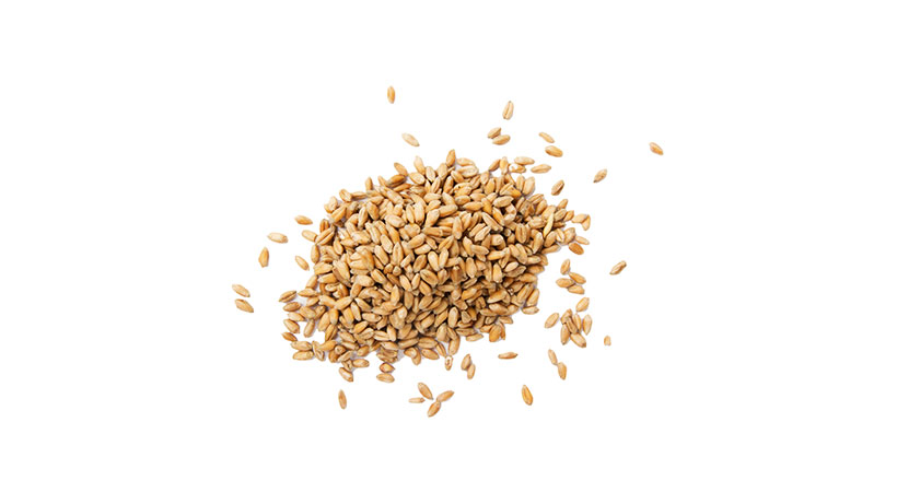 Spelt Spelt
