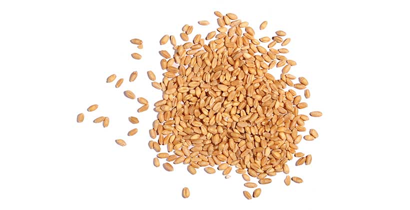 IQF White Wheat Berries